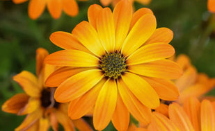Ringelblumenextrakt