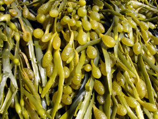 Braunalgen